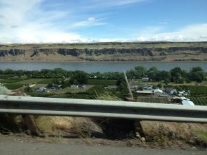 Vineyards at Maryhill Winery, Goldendale, WA