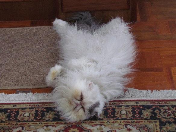 Mickey relaxing at Double Island