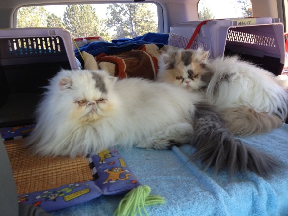 kitties at rest stop