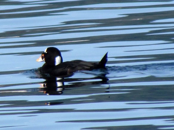 surf scoter closeup surf scoter closeup