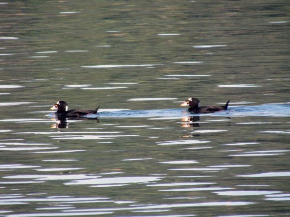 surf scoters surf scoters