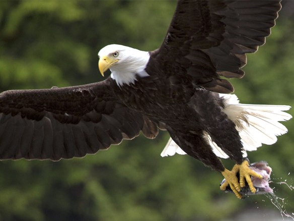 bald eagle 01