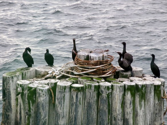 Cormorants on the pilings