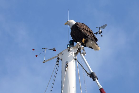 eagle on mast 02