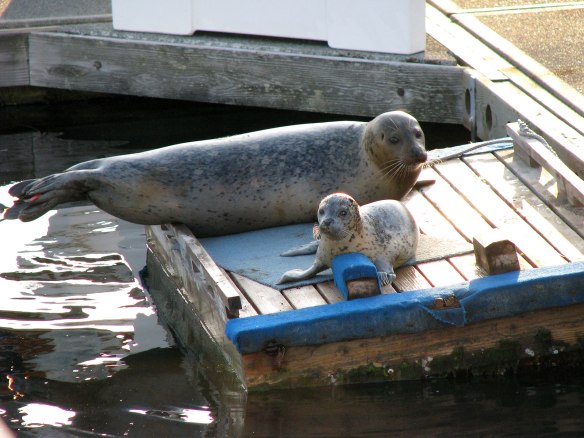 seal and pup after birth