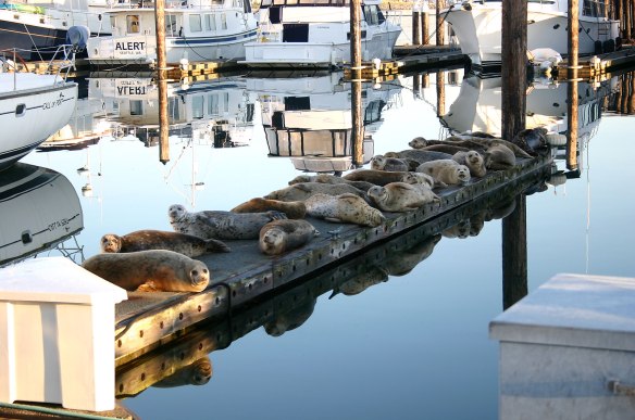 seals on finger pier