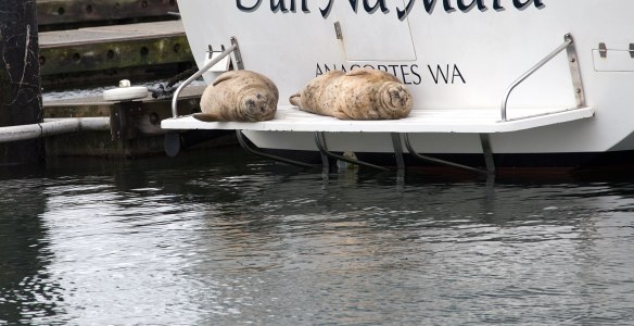seals on boat swim step